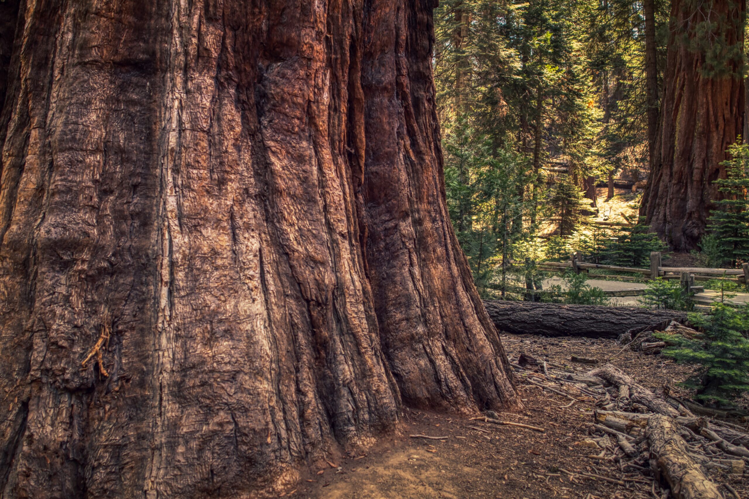 Sequoia Park